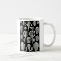Ernst Haeckel - Aspidonia Kaffe Koppar