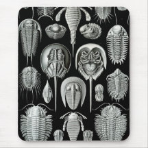 Ernst Haeckel - Aspidonia Musmattor