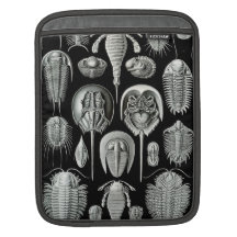 Ernst Haeckel - Aspidonia Sleeve För iPads