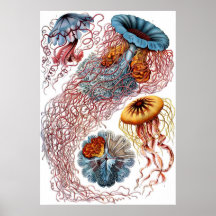 Ernst Haeckel Discomedusae Affischer