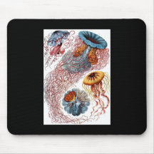 Ernst Haeckel Discomedusae Musmattor