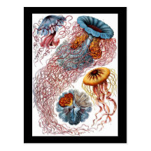 Ernst Haeckel Discomedusae Vykort