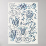 Ernst Haeckel konsttryck: Ctenophorae Affisch