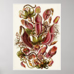 Ernst Haeckel konsttryck: Nepenthaceae Print