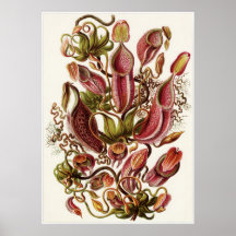 Ernst Haeckel konsttryck: Nepenthaceae Print