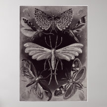 Ernst Haeckel konsttryck: Tineida Print