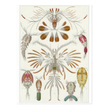 Ernst Haeckel konstvykort: Copepoda