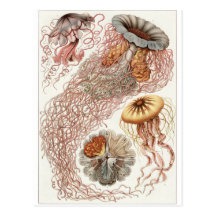 Ernst Haeckel konstvykort: Discomedusae