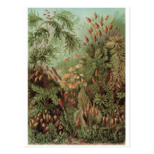 Ernst Haeckel konstvykort: Muscinae