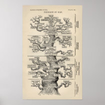 Ernst Haeckels "tree av liv ", Affischer