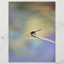 Ett damselfliesögonblick flyg blad