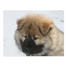 Eurasier valp vykort