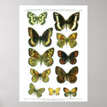 Européfjärilar (plätera 05), posters
