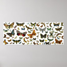EuropéfjärilsCollage Posters
