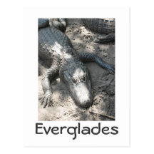 Everglades Vykort