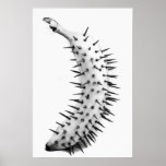 Evolution Print