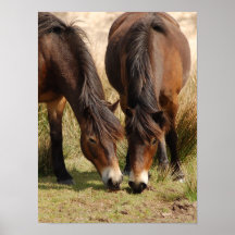 Exmoor ponnyer posters