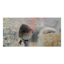 Exotisk Betta fisk som tittar mig Fotokort