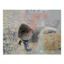Exotisk Betta fisk som tittar mig Kort För Inbjudningar