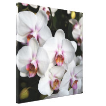 Exotisk vitorchidblomma. Blom- fotografi Sträckta Kanvas Tryck