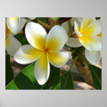 Exotiska hawaiiboblommor affisch
