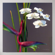 Fågel-av-Paradis Orchids Affischer