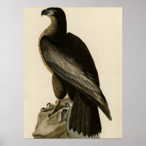 Fågel av Washington Affischer