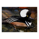 Fågel Notecard för Hooded Merganser Hälsnings Kort