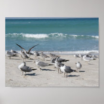 Fåglar på stranden affischer