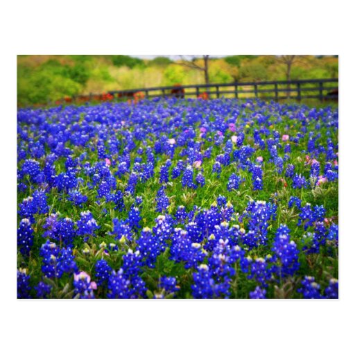 Fält av Bluebonnets Vykort
