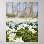 Fält av vitblommor posters