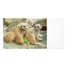 Familj av meerkats - fotokort