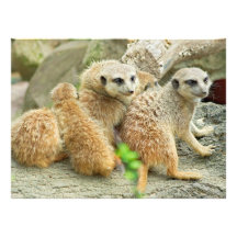 Familj av Meerkats - inbjudan