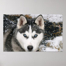 Fantastisk Husky affisch