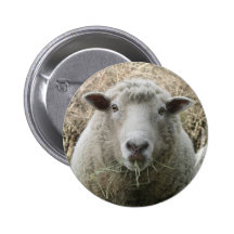 Får knäppas nål