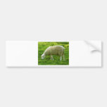 Får - Mouton Bildekal