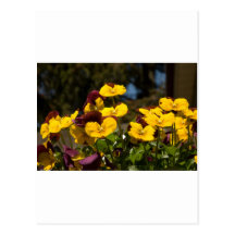 Färgglada blommor vykort