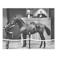 Fasig Tipton årsgammal djurungeauktion Foton