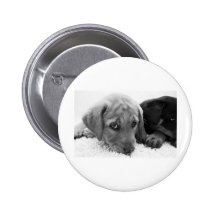 Fattig valp pins