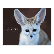 Fennec räv vykort