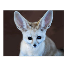Fennec räv vykort