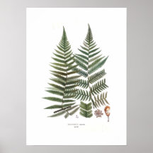 Fern Posters