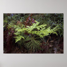 Fernen sörjer, och ceanothusen posters