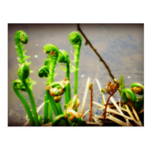 Fiddleheads Tusen dollar-Nedgångar N.B. Vykort