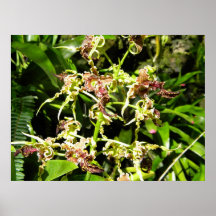 Fijiansk Orchidsaffisch