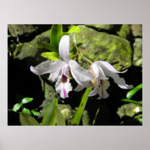Fijiansk Orchidsaffisch
