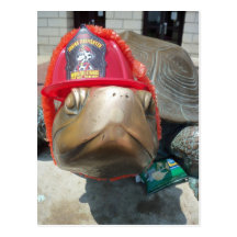 Firehat sköldpadda vykort