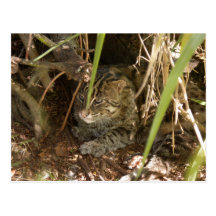 FishingCat005 Vykort
