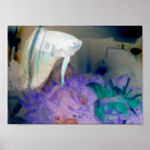 fisk eye2 print