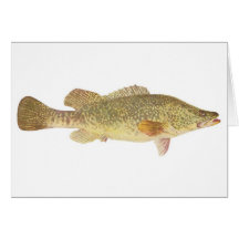 Fisk - Murray torsk - Maccullochella macquariensis Kort